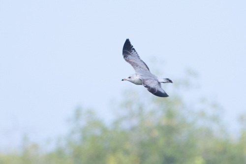 Ring-billed Gull photographed in Hawaii