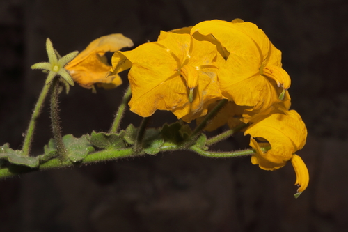 Solanum pennellii, photograph 6