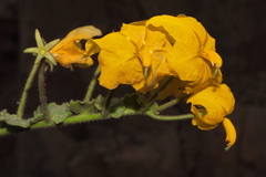 Solanum pennellii, photograph (c) Paúl Gonzáles, some rights reserved (CC BY)