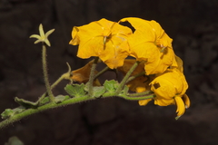 (c) Paúl Gonzáles, some rights reserved (CC BY) Solanum pennellii, photograph (c) Paúl Gonzáles, some rights reserved (CC BY)
