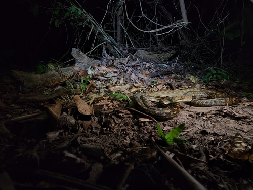 Australian Scrub Python sighting