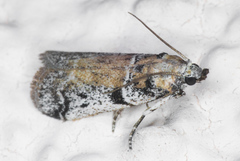 Laetilia dilatifasciella