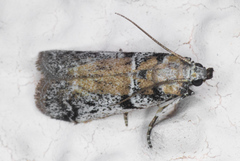 Laetilia dilatifasciella