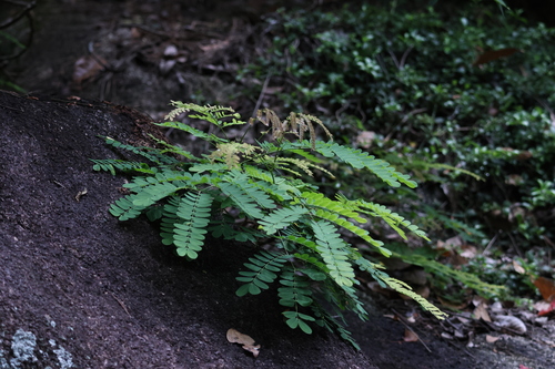 Albizia corniculata, 2025-07-17