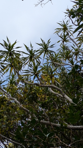 Dracaena fernaldii observed 2025-07-16