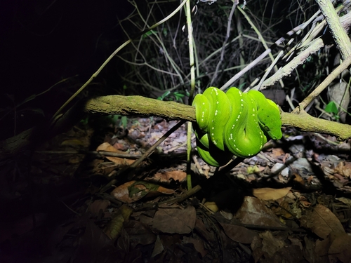 Southern Green Python sighting