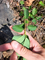 Amelanchier stolonifera, photograph (c) Bob Schwartz, some rights reserved (CC BY)