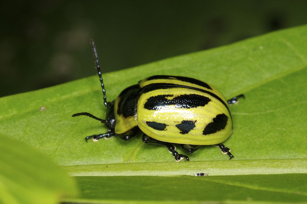 Proseicela spectabilis