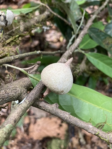 Duguetia spixiana, 2022-09-19
