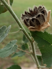 Abutilon hulseanum