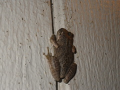 Pseudacris sierra