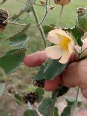 Abutilon hulseanum