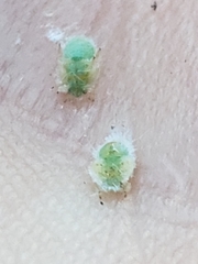 Phylloplecta tripunctata