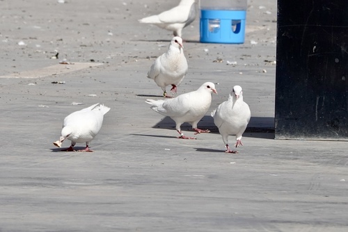 Feral Pigeon
