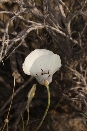 Inyo star-tulip (Calochortus excavatus)