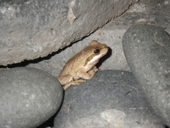 Pseudacris sierra