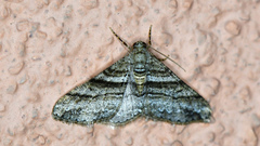 Prionomelia spododea