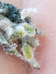 Phylloplecta tripunctata