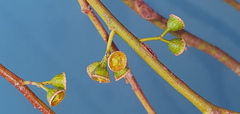 Eucalyptus nicholii