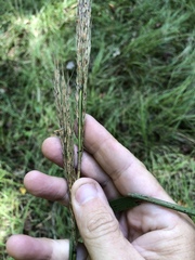 Saccharum brevibarbe