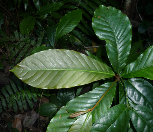 Duklitan (Planchonella duclitan)