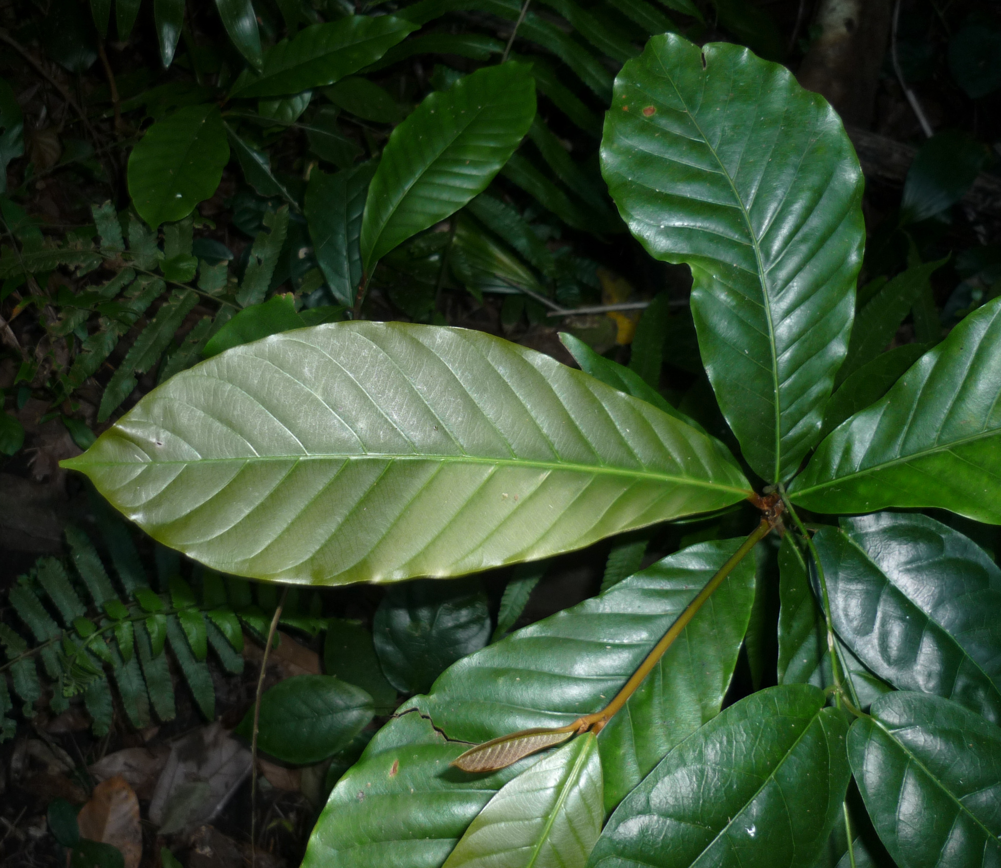 Duklitan (Planchonella duclitan)