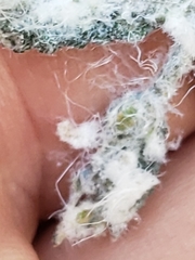 Phylloplecta tripunctata