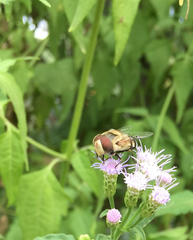 Copestylum apiciferum