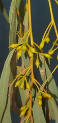 Eucalyptus nicholii