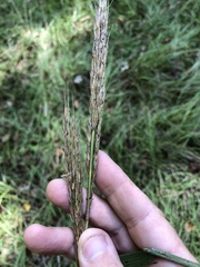 Saccharum brevibarbe