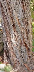 Eucalyptus nicholii