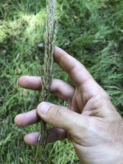 Saccharum brevibarbe