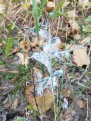 Phylloplecta tripunctata