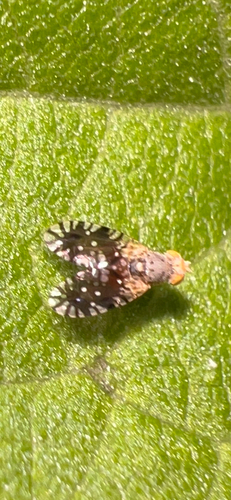 Common Ragweed Fruit Fly photo 3