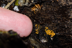 Trichia varia