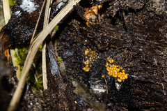 Trichia varia