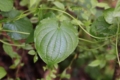 Dioscorea galeottiana