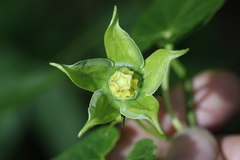 Gonolobus uniflorus