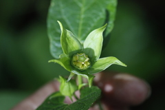 Gonolobus uniflorus
