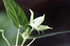 Gonolobus uniflorus