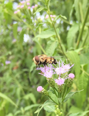 Copestylum apiciferum