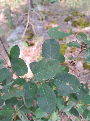 Amelanchier stolonifera, photograph 3