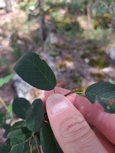 Amelanchier stolonifera, photograph 4