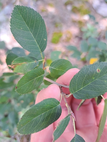 Amelanchier stolonifera, photograph 5