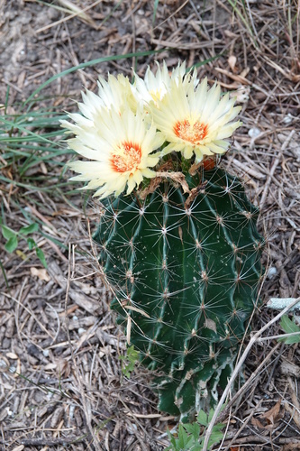 Miniature Barrel Cactus
