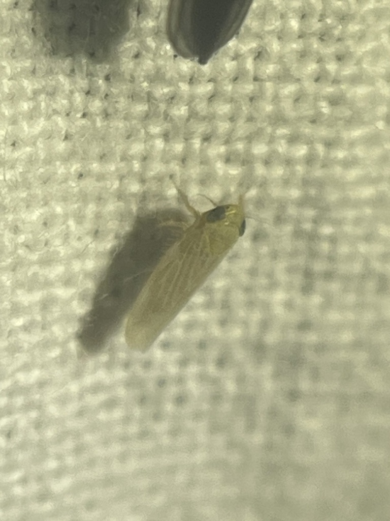 Graminella mohri