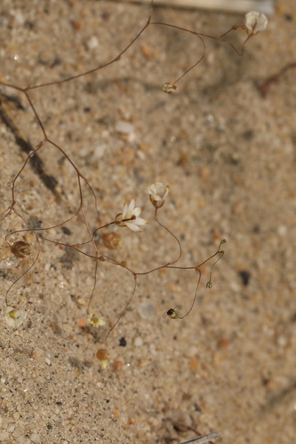 Owens Valley threadplant (Nemacladus matsonii)