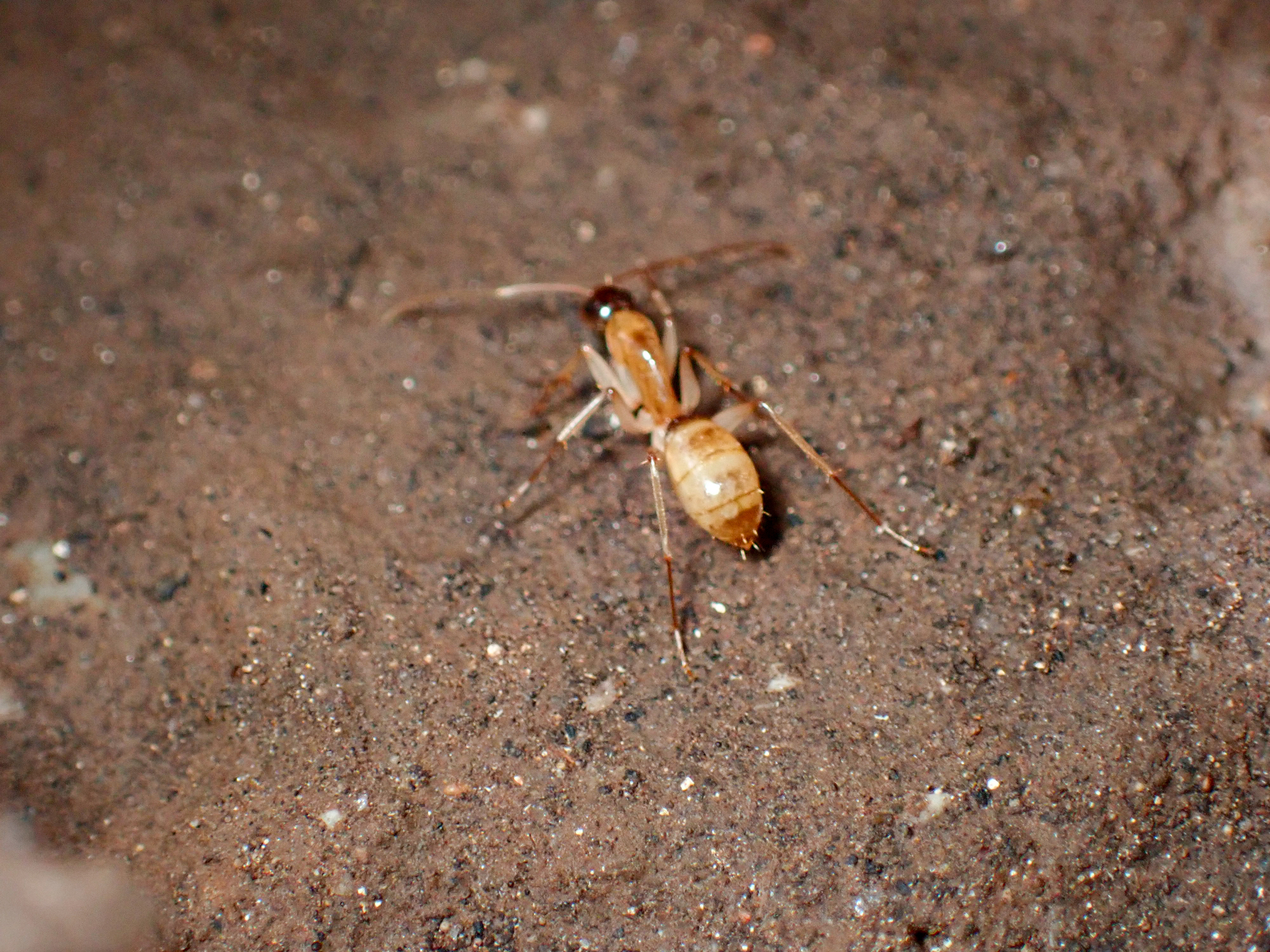 Camponotus inverallensis