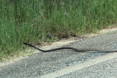 Masticophis flagellum flagellum