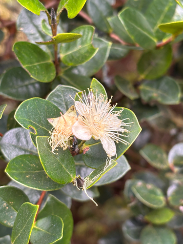 Myrcianthes oreophila, photograph 1